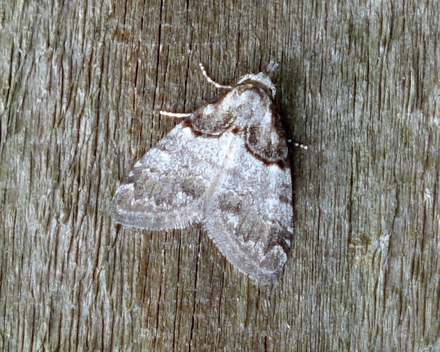 short-cloaked moth